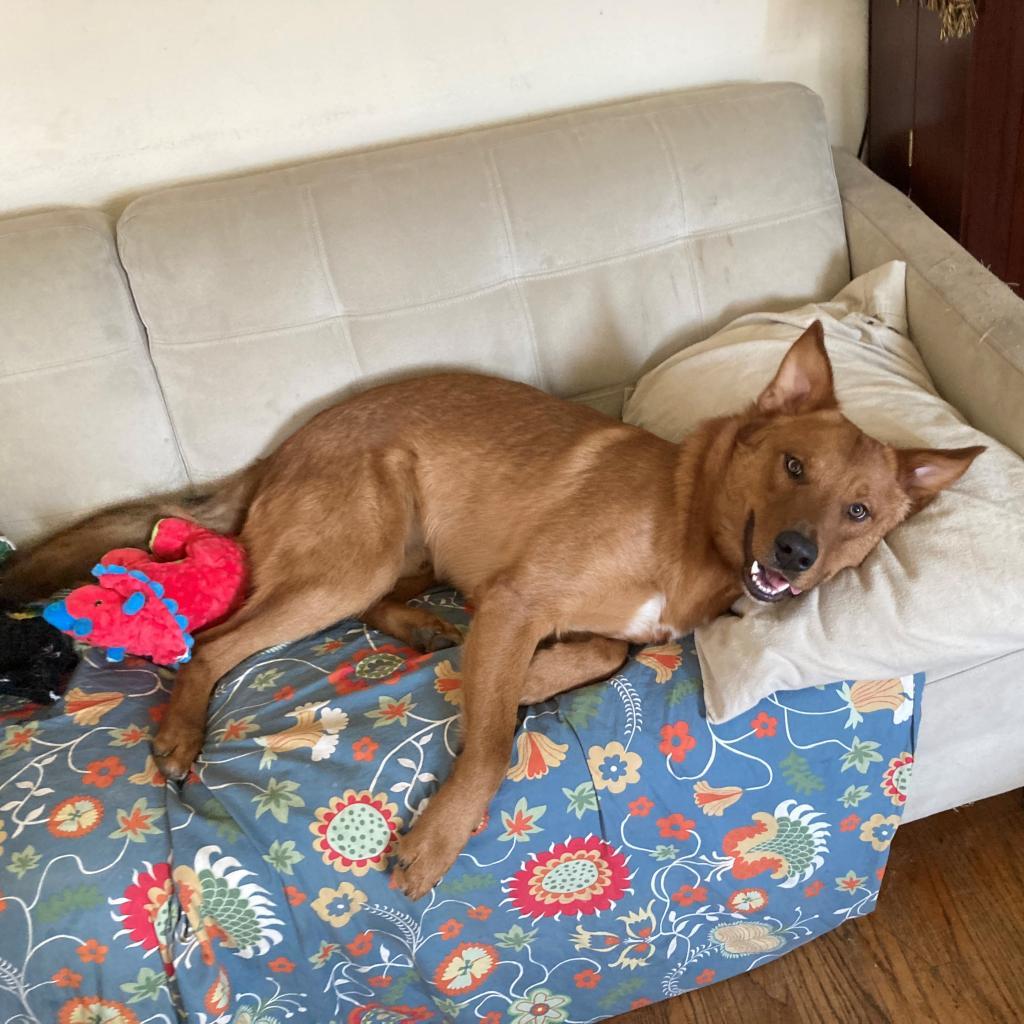 RED HAWK, an adoptable Shepherd, Mixed Breed in Point Richmond, CA, 94801 | Photo Image 3