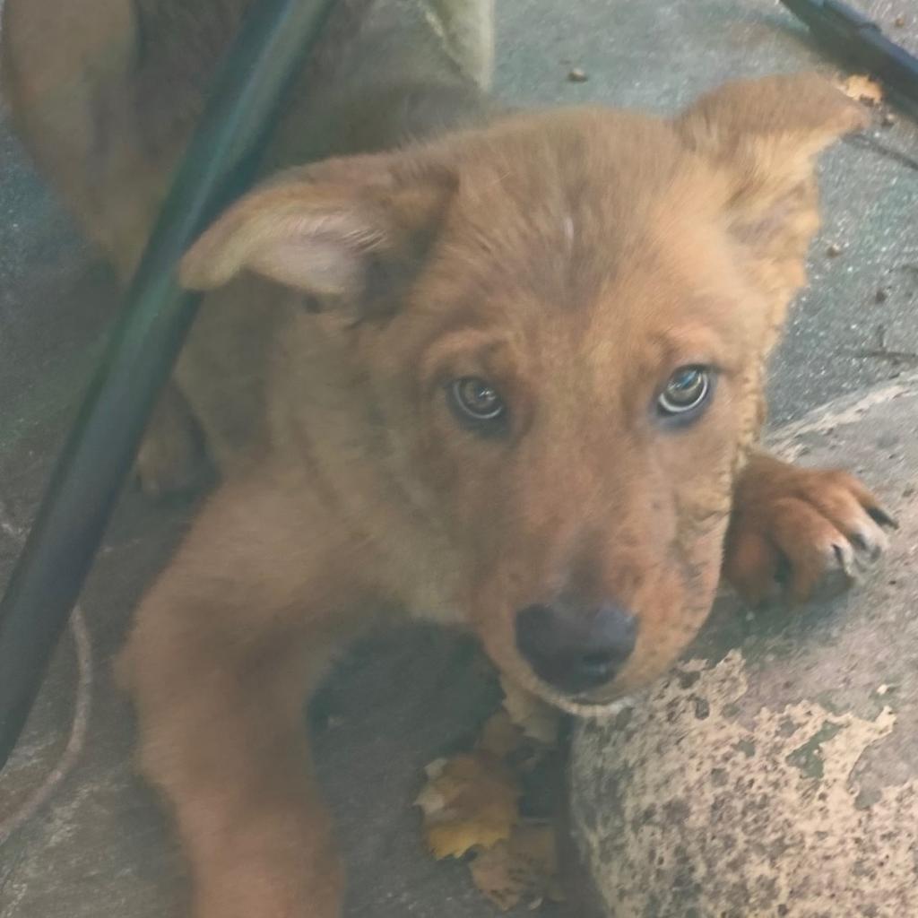 RED HAWK, an adoptable Shepherd, Mixed Breed in Point Richmond, CA, 94801 | Photo Image 4