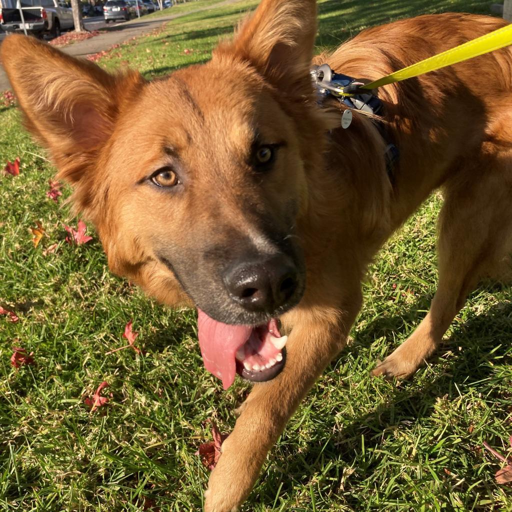 POOH BEAR, an adoptable Shepherd, Mixed Breed in Point Richmond, CA, 94801 | Photo Image 1