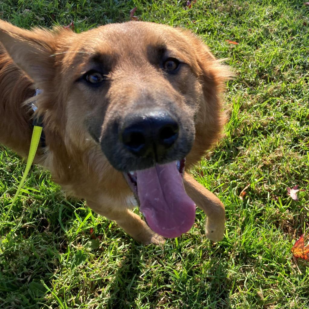 POOH BEAR, an adoptable Shepherd, Mixed Breed in Point Richmond, CA, 94801 | Photo Image 2