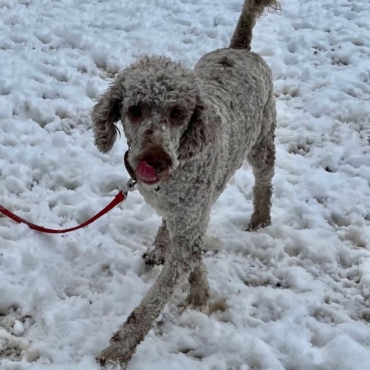 Cora, an adoptable Poodle in Rochester, NY_image-5