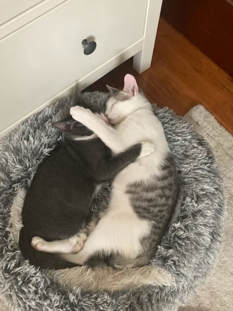 Duman and Bulut