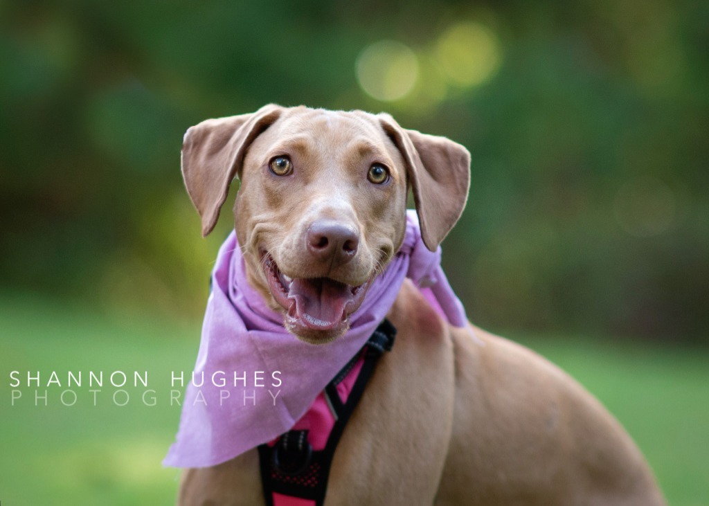 Sassy, an adoptable Vizsla, Labrador Retriever in Macon, GA, 31210 | Photo Image 1