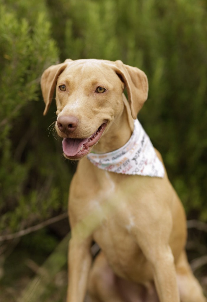 Sassy, an adoptable Vizsla, Labrador Retriever in Macon, GA, 31210 | Photo Image 2