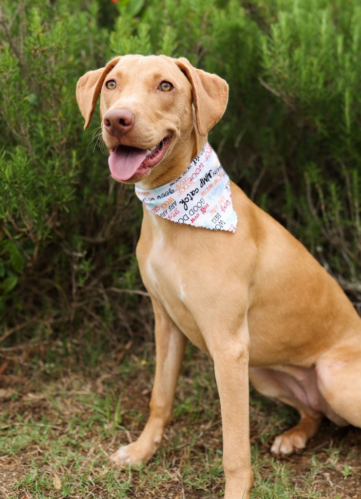 Sassy, an adoptable Vizsla, Labrador Retriever in Macon, GA, 31210 | Photo Image 3
