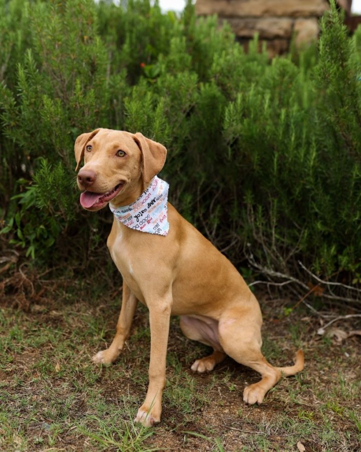 Sassy, an adoptable Labrador Retriever Mix in Macon, GA_image-4
