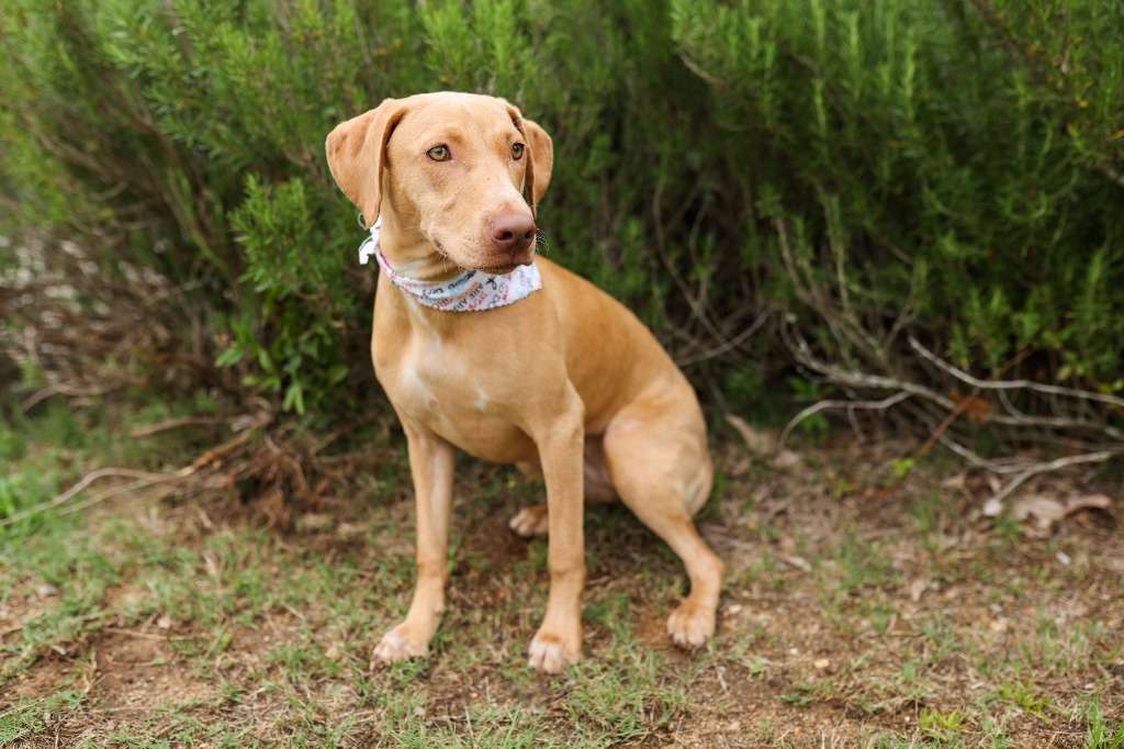 Sassy, an adoptable Vizsla, Labrador Retriever in Macon, GA, 31210 | Photo Image 5