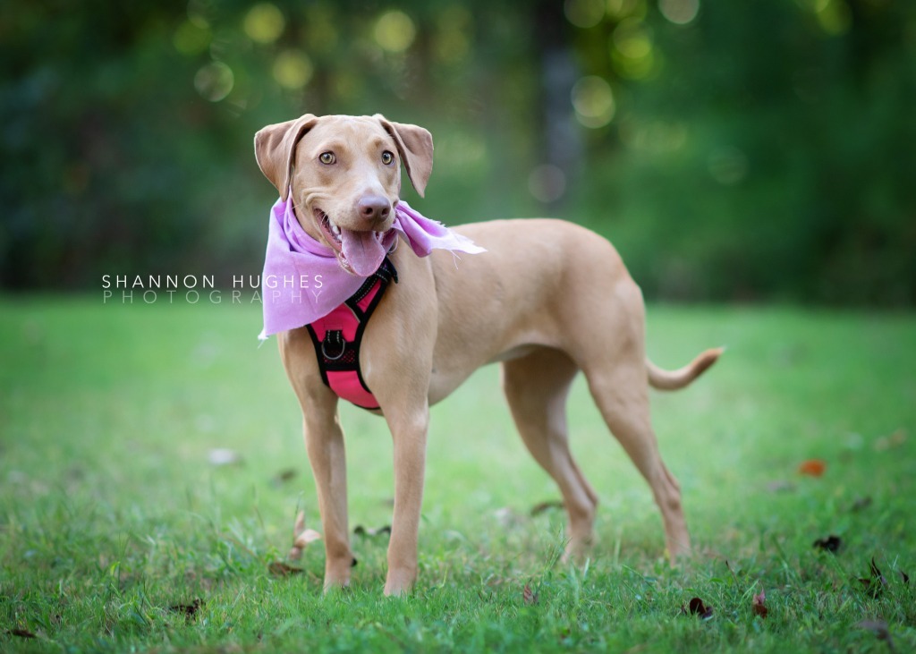 Sassy, an adoptable Vizsla, Labrador Retriever in Macon, GA, 31210 | Photo Image 6