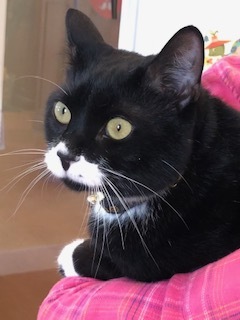 Cat for adoption - Norma, a Tuxedo in Wells, ME | Petfinder