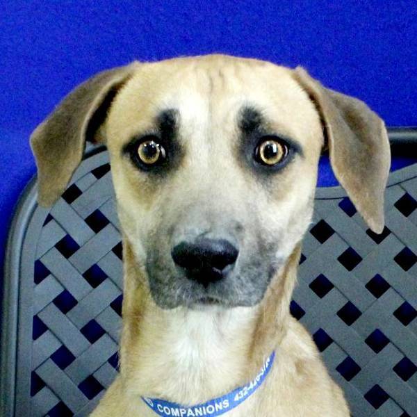Claude, an adoptable Basset Hound in Fort Davis, TX, 79734 | Photo Image 1