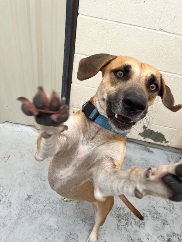 Claude, an adoptable Basset Hound in Fort Davis, TX, 79734 | Photo Image 3
