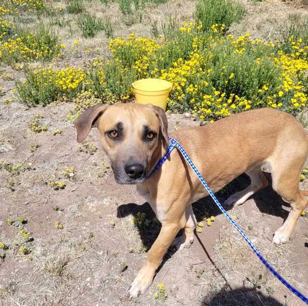 Claude, an adoptable Basset Hound in Fort Davis, TX, 79734 | Photo Image 5
