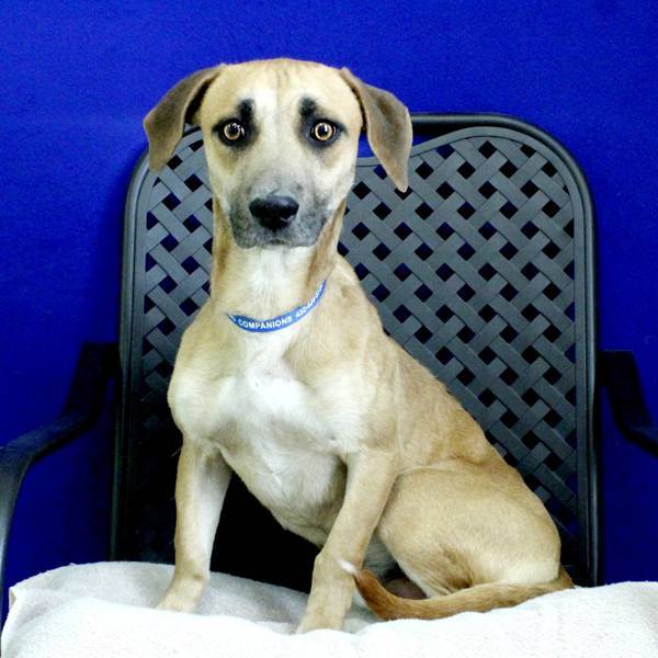 Claude, an adoptable Basset Hound in Fort Davis, TX, 79734 | Photo Image 6