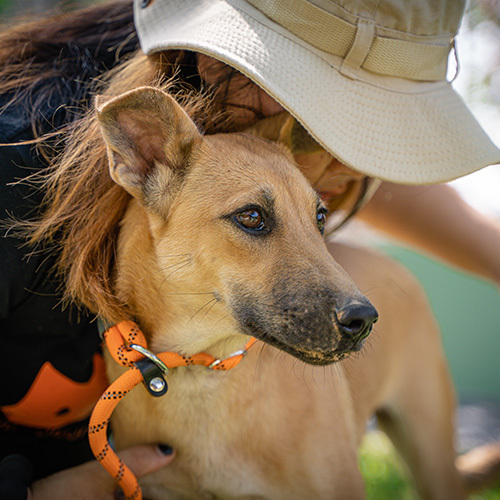 Jillian (Jillie Bean), an adoptable Shepherd & Italian Greyhound Mix in Weare, NH_image-2
