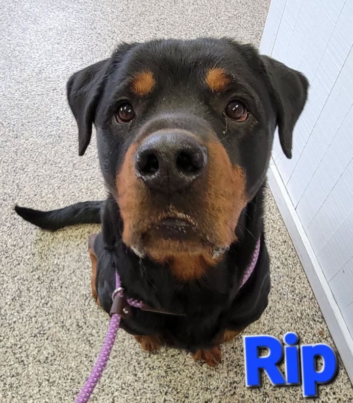 Rip, an adoptable Rottweiler in Madras, OR_image-1