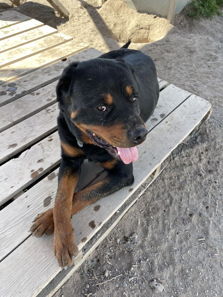 Rip, an adoptable Rottweiler in Madras, OR_image-3