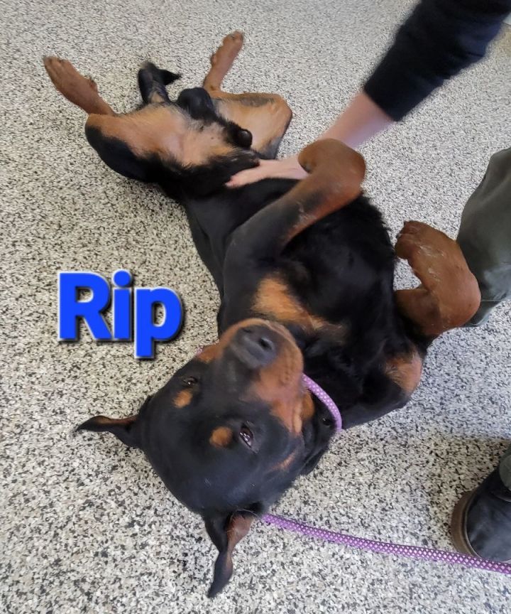 Rip, an adoptable Rottweiler in Madras, OR_image-4