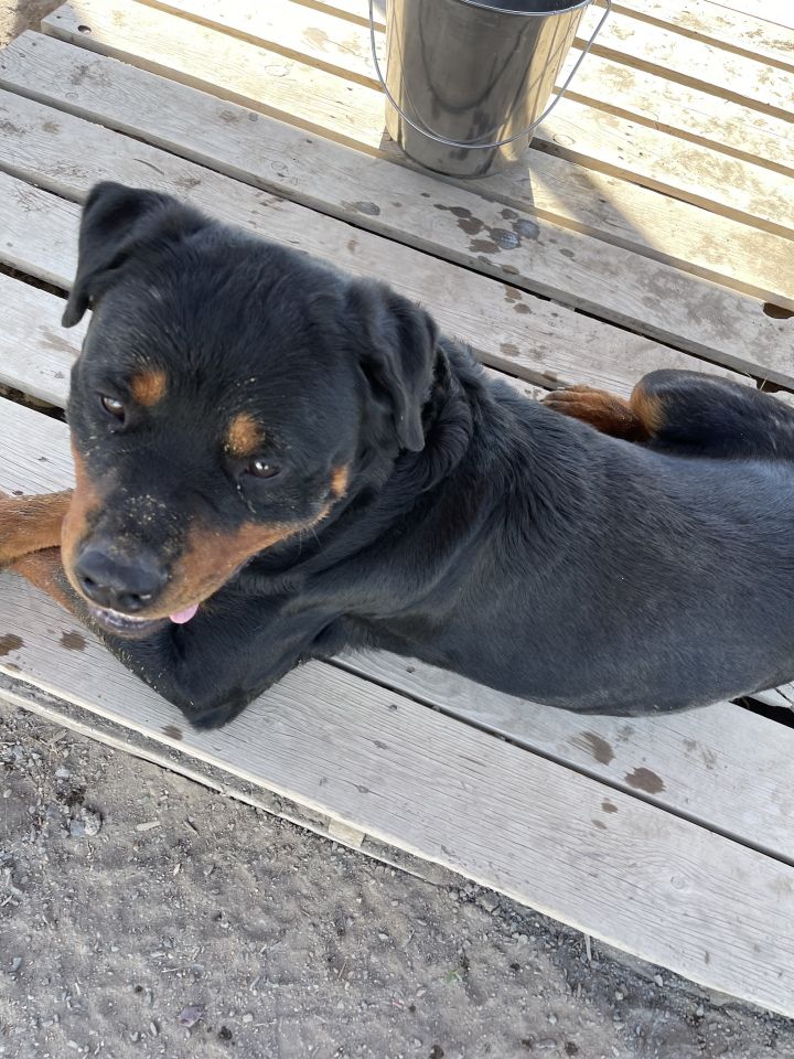 Rip, an adoptable Rottweiler in Madras, OR_image-6