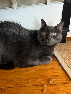 Harley, an adopted Domestic Short Hair & Russian Blue Mix in Cincinnati, OH_image-1