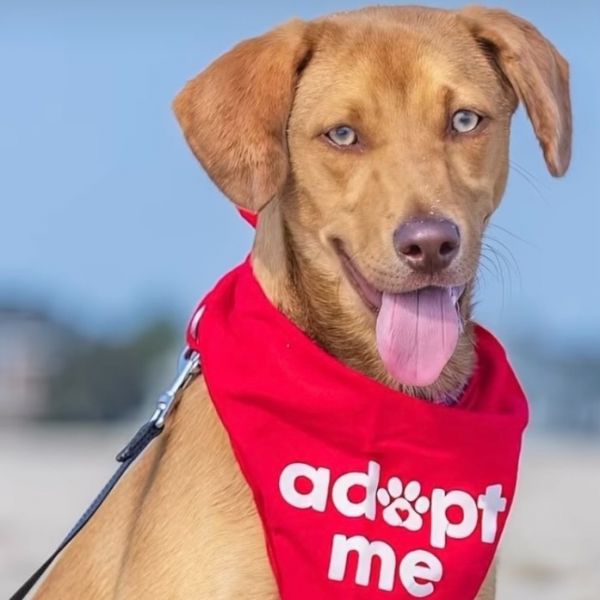 Tillie - fostered in NJ