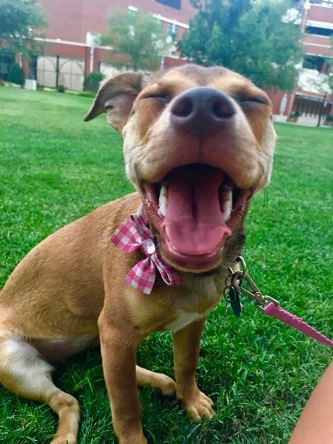 Mya, an adoptable Chihuahua & Dachshund Mix in Oklahoma City, OK_image-3