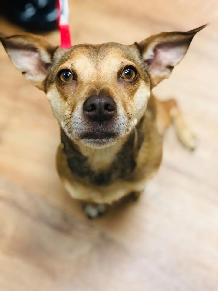 Mya, an adoptable Chihuahua & Dachshund Mix in Oklahoma City, OK_image-4