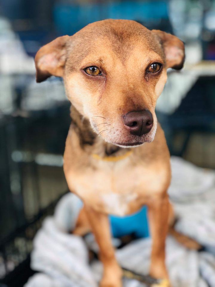 Mya, an adoptable Chihuahua & Dachshund Mix in Oklahoma City, OK_image-5