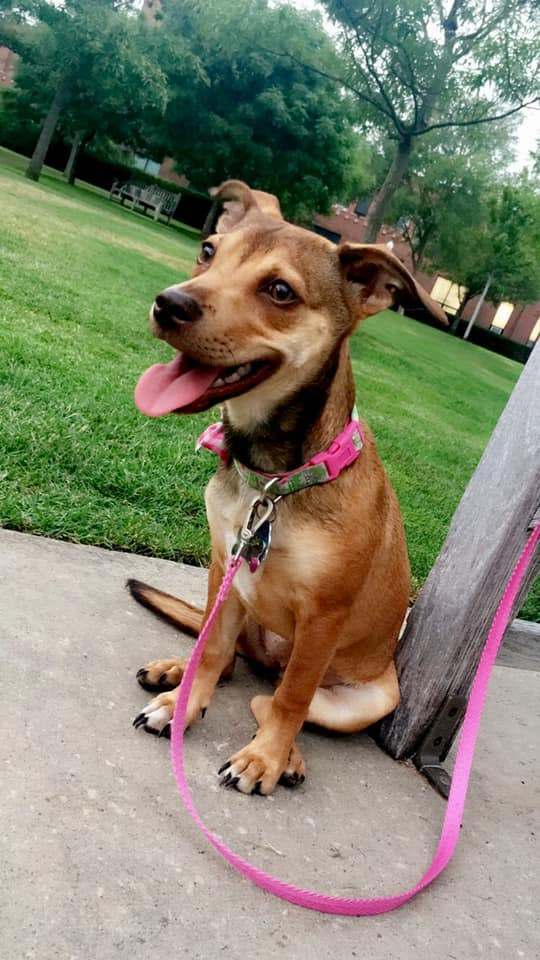 Mya, an adoptable Chihuahua & Dachshund Mix in Oklahoma City, OK_image-1
