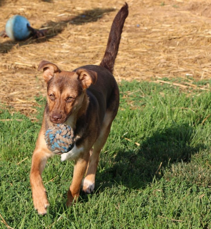 Stitch, an adoptable Mixed Breed in Charles Town, WV_image-3
