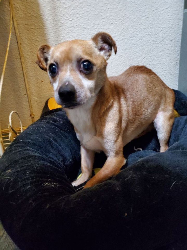 Dog for adoption - Jerald, a Chihuahua Mix in Winlock, WA | Petfinder