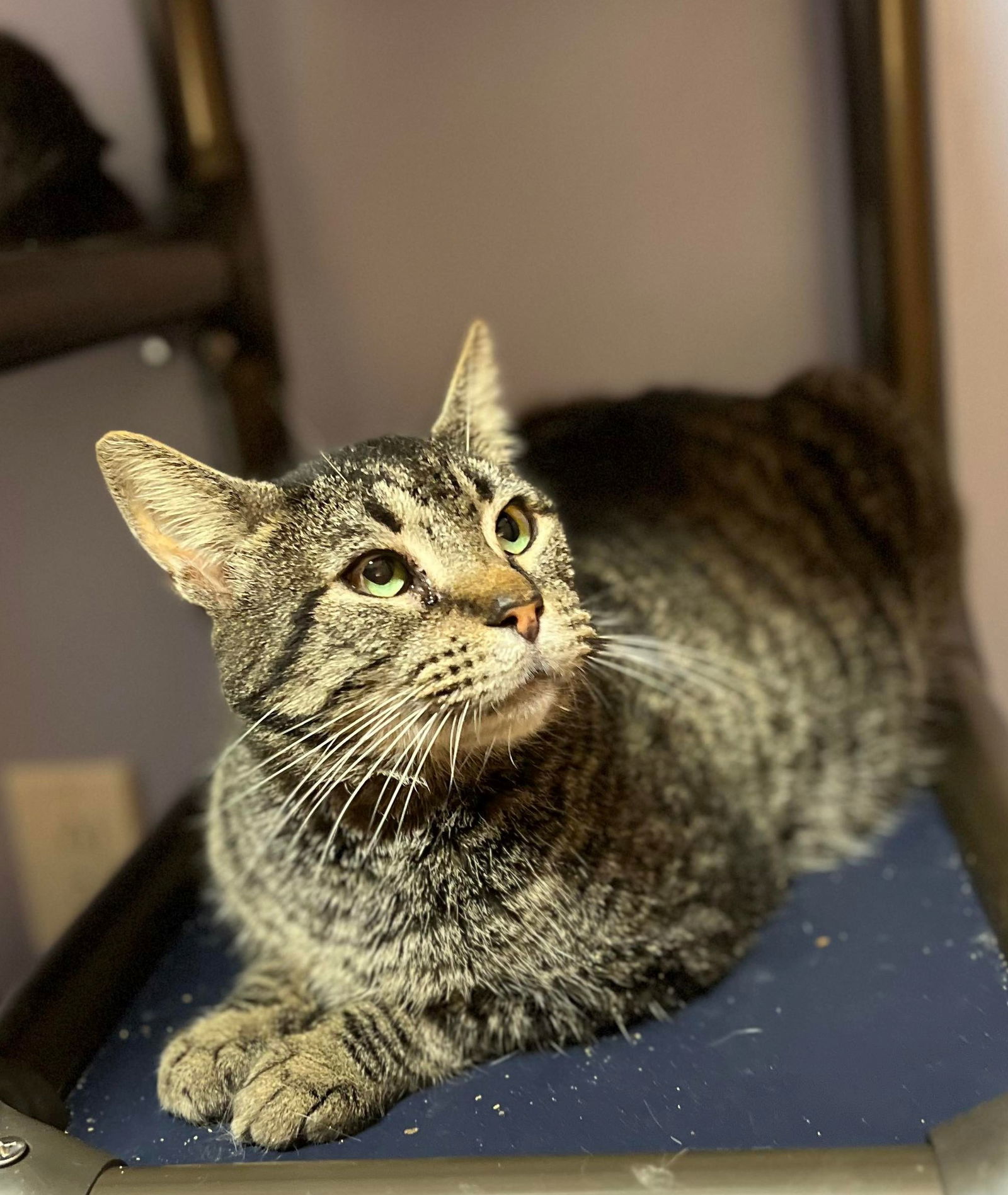 BIGGS, an adoptable Tabby in Capshaw, AL, 35742 | Photo Image 1
