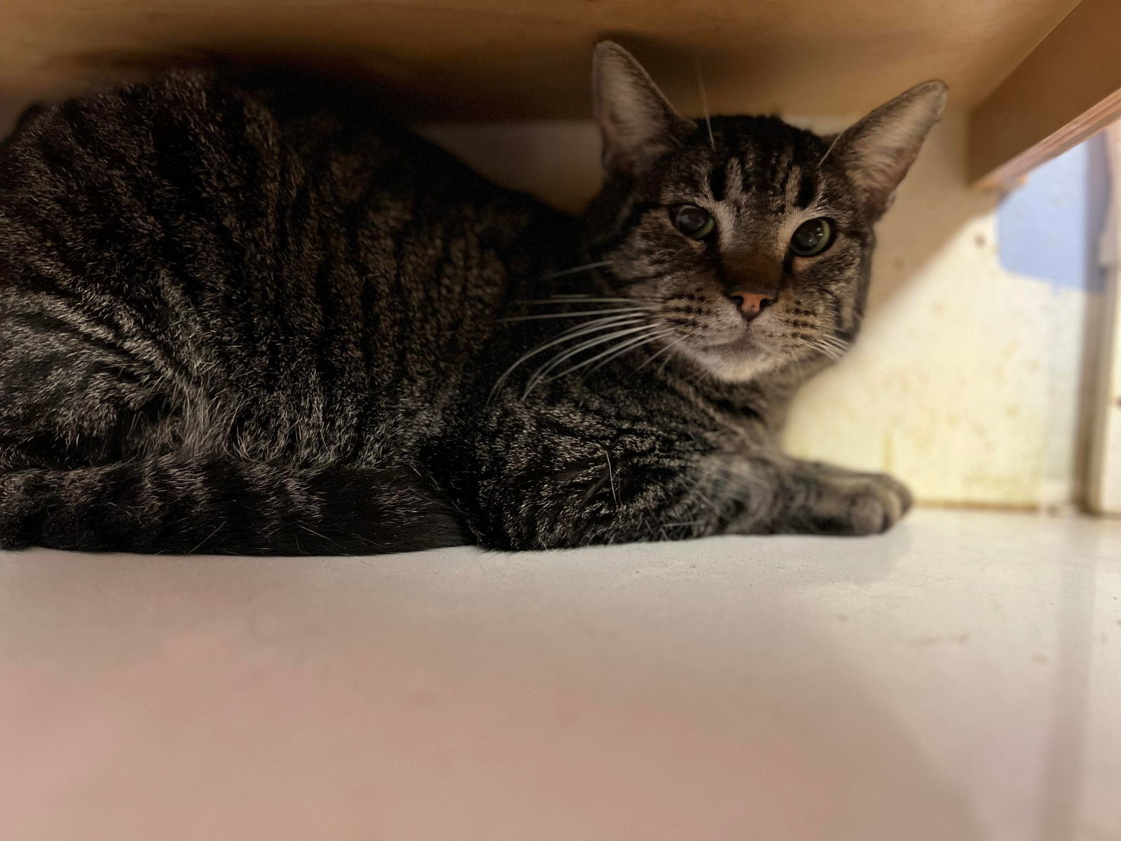 BIGGS, an adoptable Tabby in Capshaw, AL, 35742 | Photo Image 2