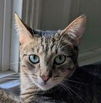 Otis (A096957) Tabby Cat
