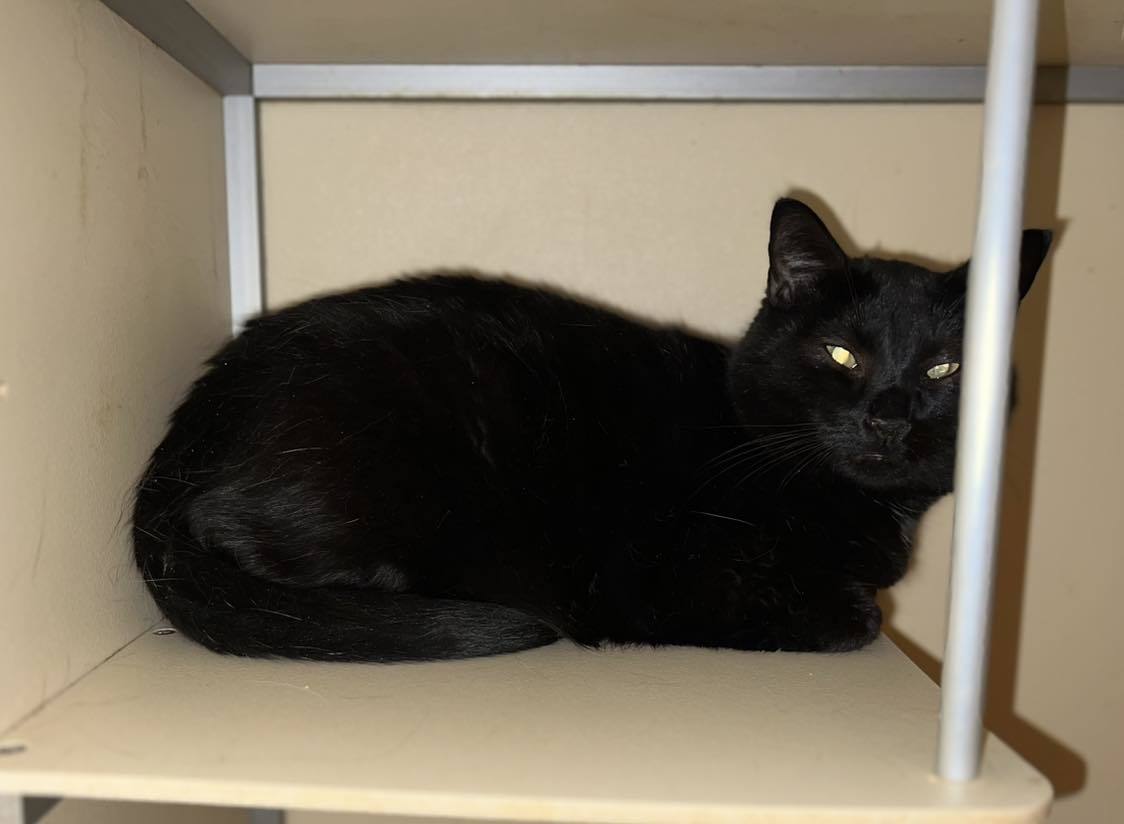 CARACTACUS POTTS, an adoptable Domestic Short Hair in Capshaw, AL, 35742 | Photo Image 1