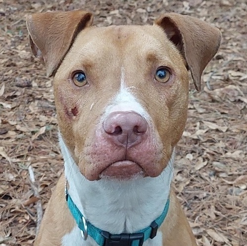 Dog For Adoption - Bender , A Mixed Breed In Decatur, Ga 