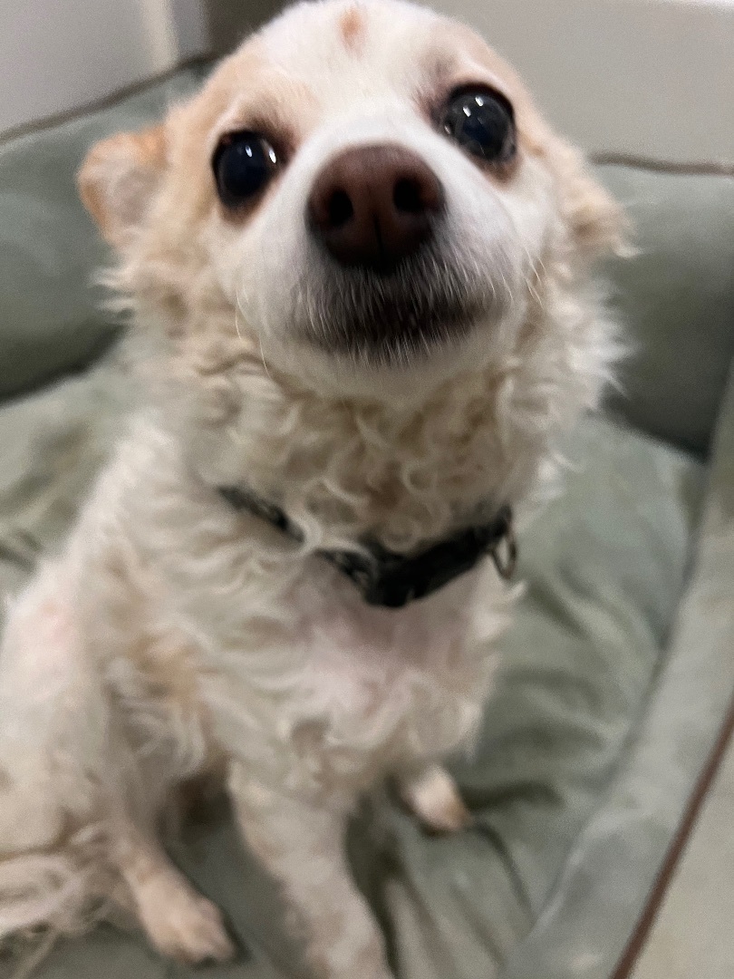 Dog for adoption - Betsy, a Chihuahua & Spaniel Mix in Los Angeles, CA ...