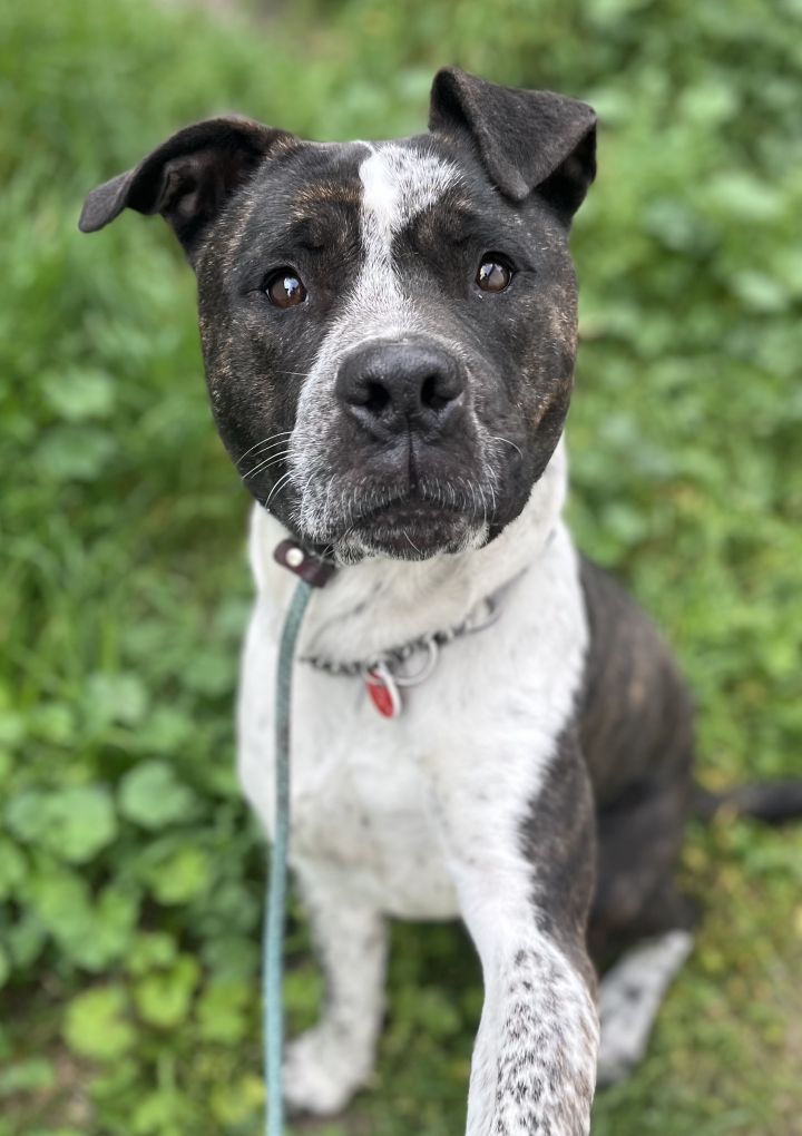 American bulldog cheap akita mix