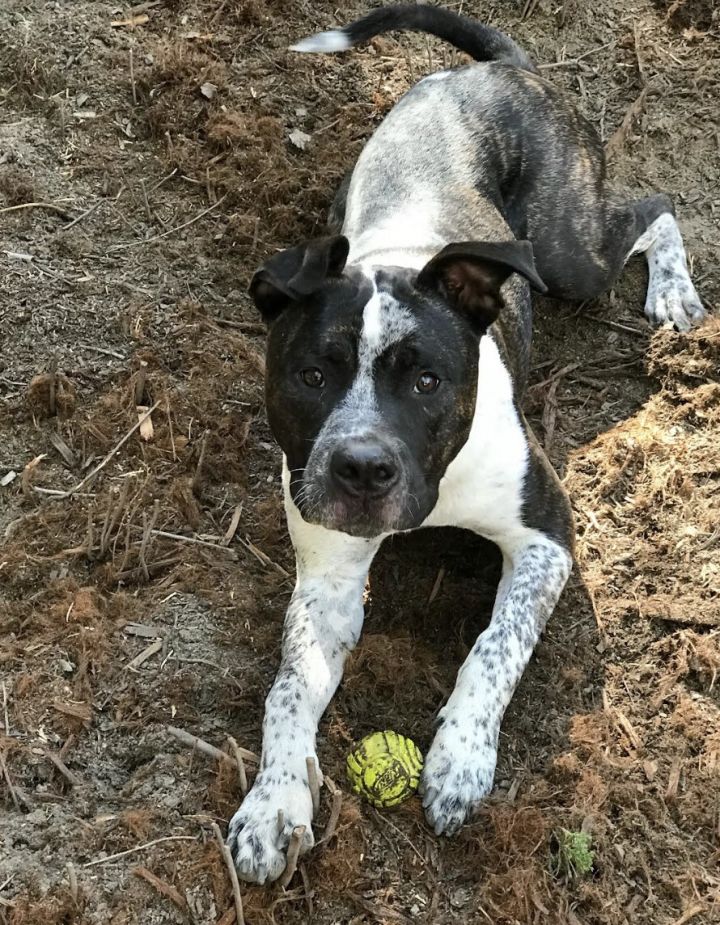 American bulldog akita store mix