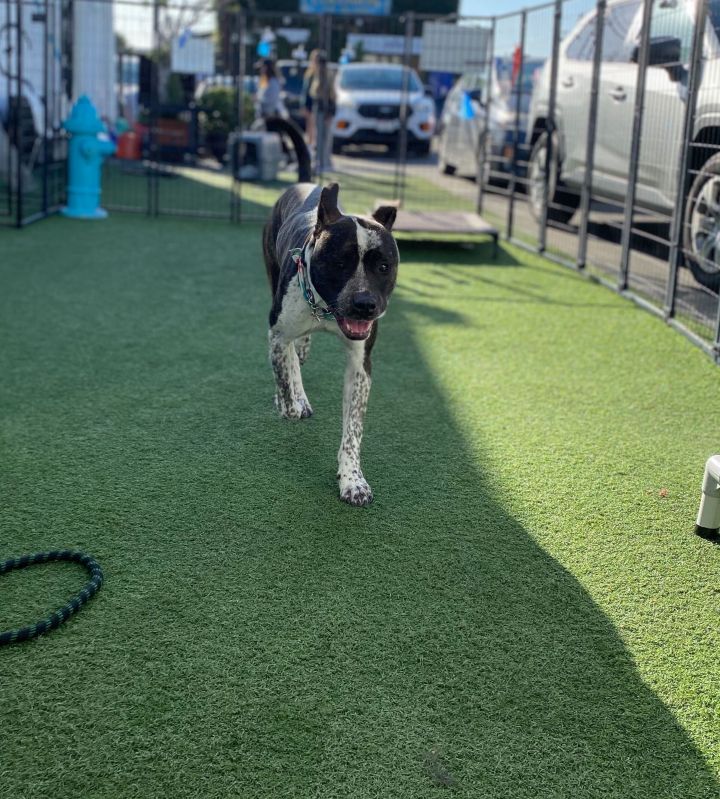 Gizmo, an adoptable Akita & American Bulldog Mix in Los Angeles, CA_image-5