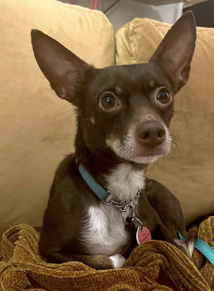 Prince, an adoptable Chihuahua in Los Angeles, CA_image-3