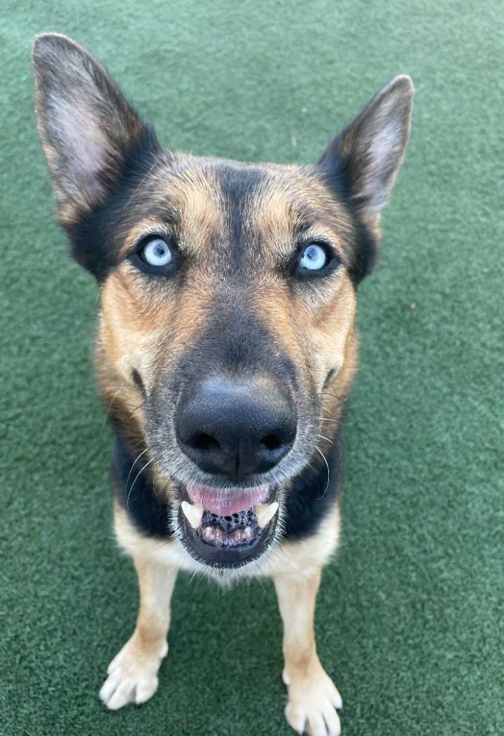 Tracey, an adoptable German Shepherd Dog in Los Angeles, CA_image-3