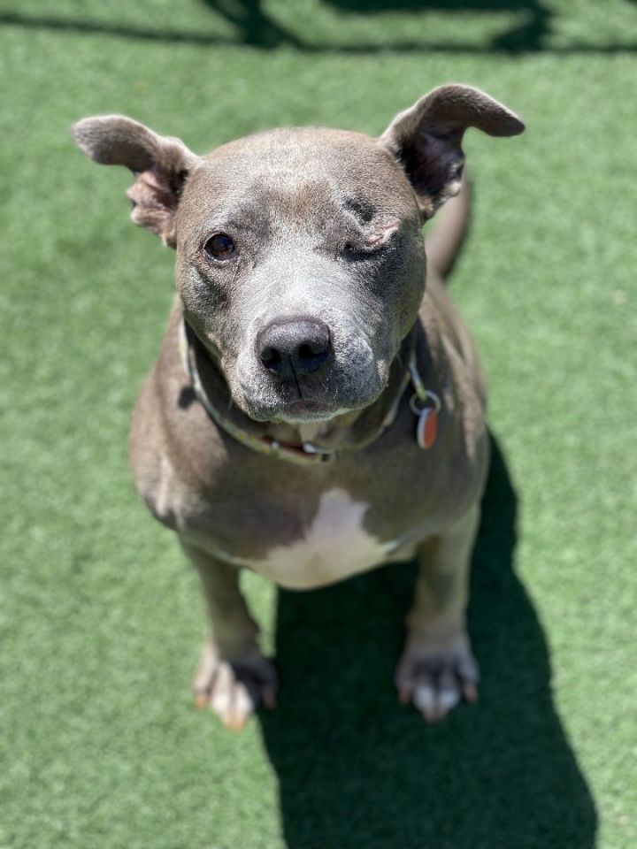 Flo, an adoptable Pit Bull Terrier in Los Angeles, CA_image-5