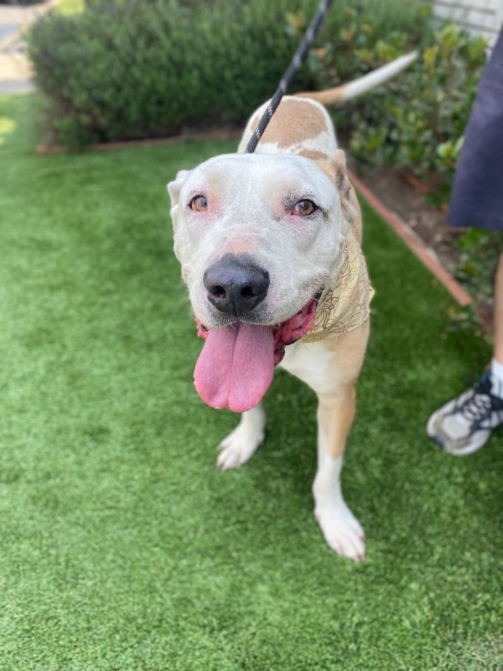 Phineas, an adoptable Pit Bull Terrier Mix in Los Angeles, CA_image-2