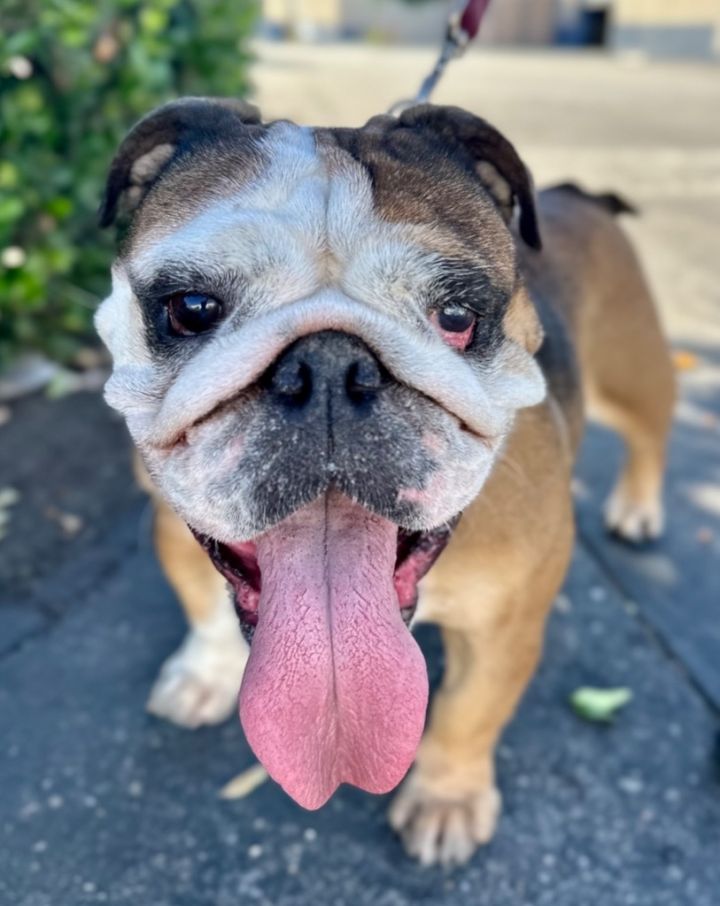 Bougee - Foster or Adopt Me!, an adoptable English Bulldog Mix in Lake Forest, CA_image-1