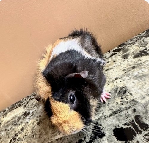 Chubs, an adoptable Guinea Pig in Fall River, MA_image-1