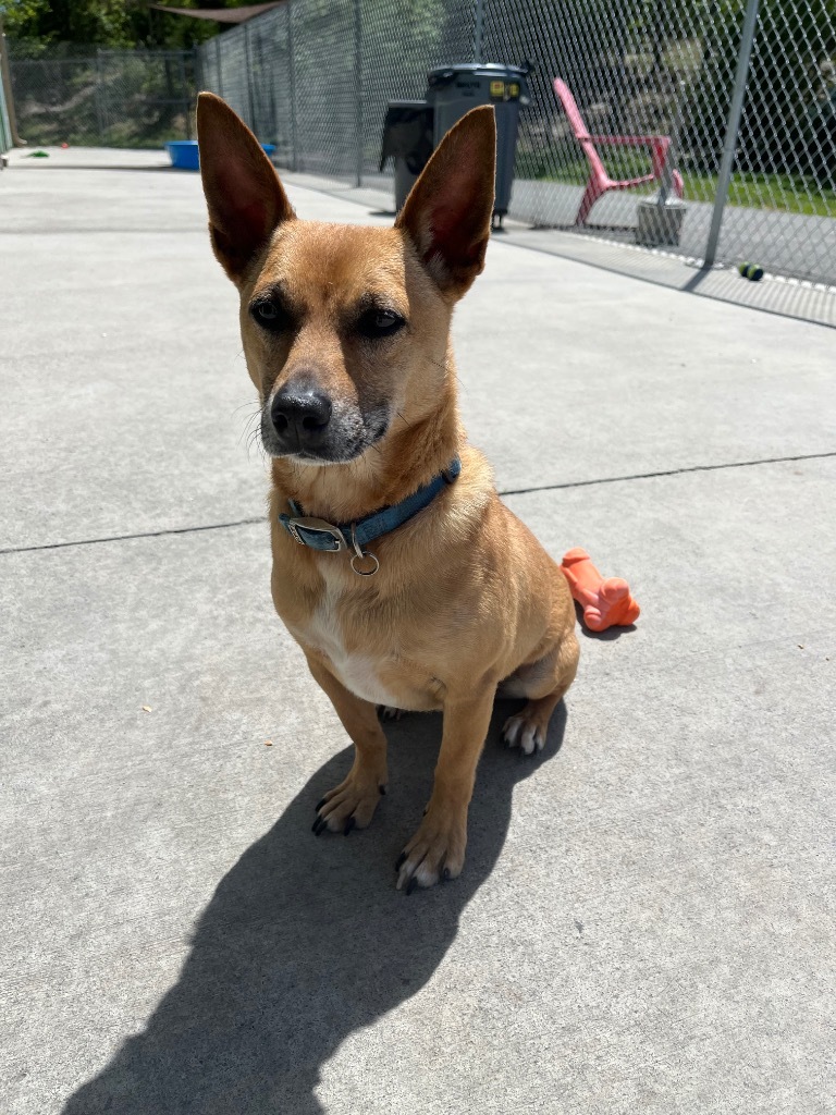 Bruno, an adoptable Chihuahua, Beagle in Blountville, TN, 37617 | Photo Image 1