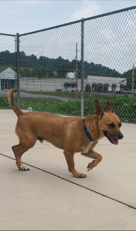 Bruno, an adoptable Chihuahua, Beagle in Blountville, TN, 37617 | Photo Image 1