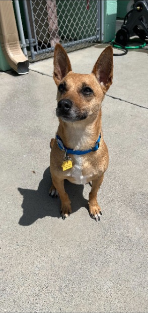 Bruno, an adoptable Chihuahua, Beagle in Blountville, TN, 37617 | Photo Image 3