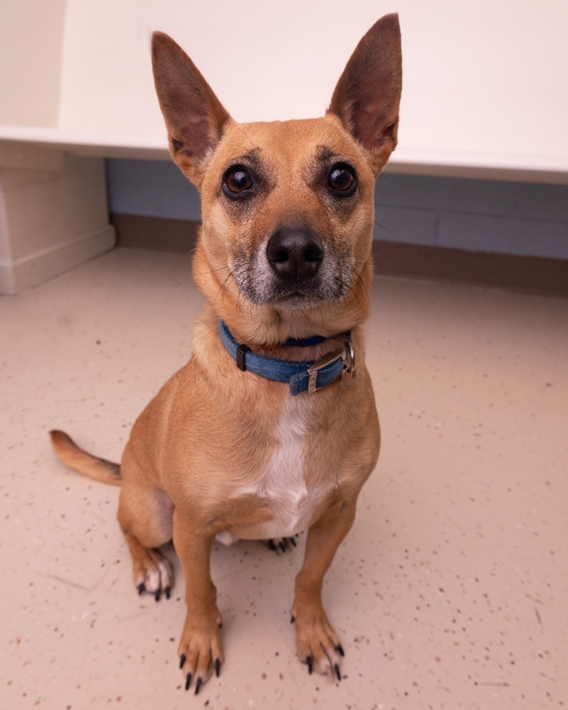 Bruno, an adoptable Chihuahua, Beagle in Blountville, TN, 37617 | Photo Image 4