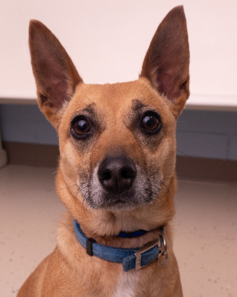 Bruno, an adoptable Chihuahua, Beagle in Blountville, TN, 37617 | Photo Image 5